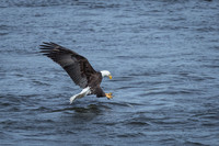 "Bald Eagle", eagle, Conowingo, Susquehanna, raptor