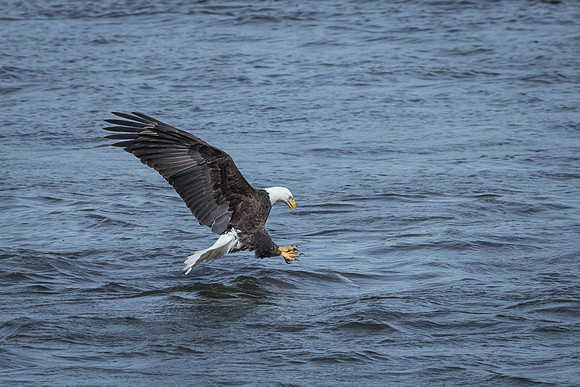 "Bald Eagle", eagle, Conowingo, Susquehanna, raptor