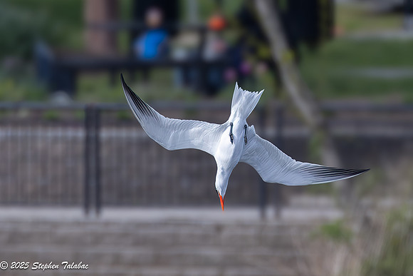 Wilde Lake Birds-in-Flight-12