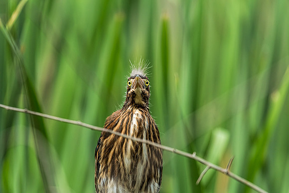 "little green heron", heron, wildlife, pond, Clarksville, Maryland, bird