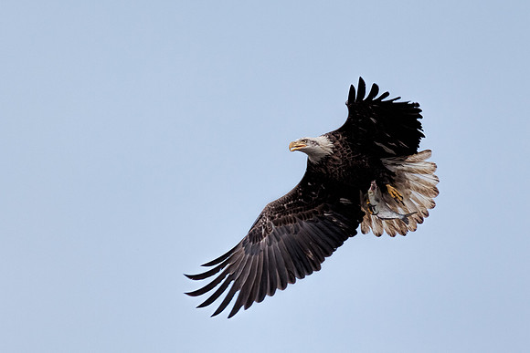 20131019 [C] Conowingo MD Dam 069-Edit
