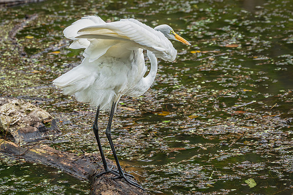 Great Egret - 19August2024-12