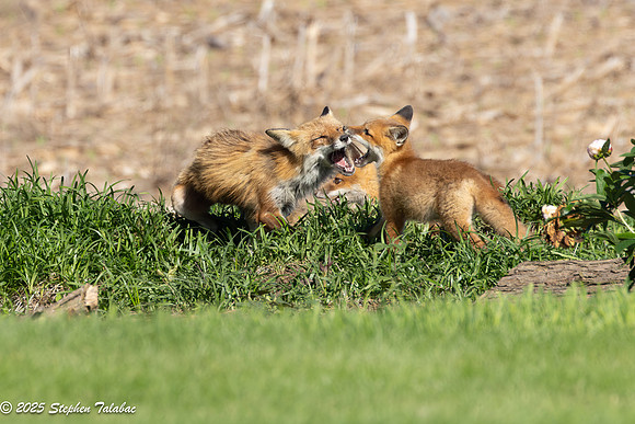 Fox Kit Portraits-66