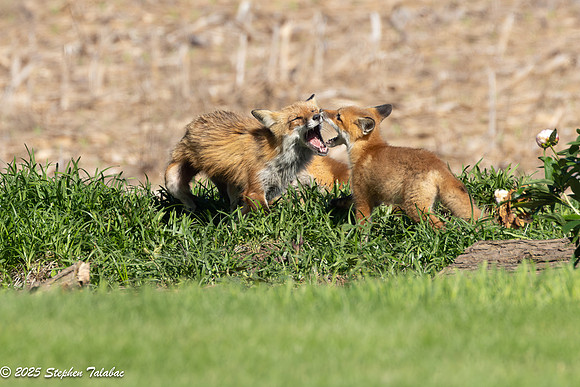 Fox Kit Portraits-67