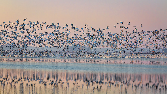"Snow Geese", "Broadkill Beach", geese, "lift off"