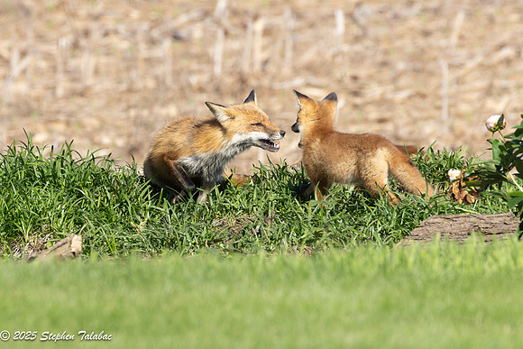 Fox Kit Portraits-64