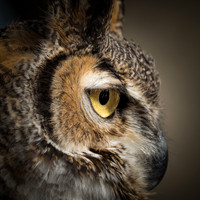 Conowingo, Susquehanna, eagle, raptor, owl hawk