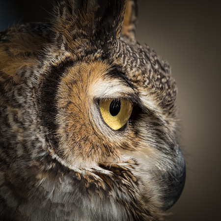Conowingo, Susquehanna, eagle, raptor, owl hawk