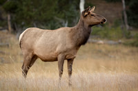 Elk, RMPN, "Rocky Mountain National Park, rut, bull, "Horseshoe Park", "West Horseshoe Park", Colorado, antlers, autumn, fall, calf, cow, wildllife