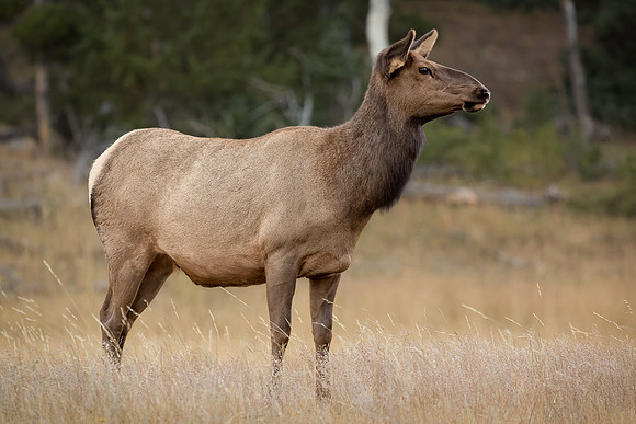 Elk, RMPN, "Rocky Mountain National Park, rut, bull, "Horseshoe Park", "West Horseshoe Park", Colorado, antlers, autumn, fall, calf, cow, wildllife