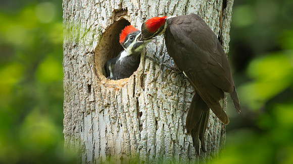 Pileated Woodpeckers 23May2024-12