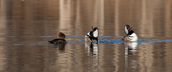 Hooded Mergansers Courtship Dance