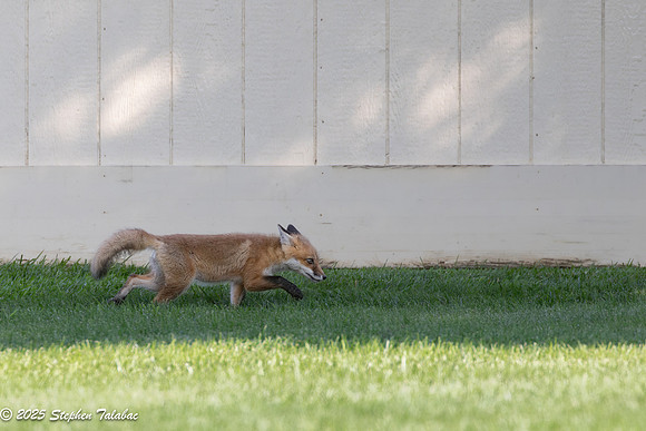 Fox Kit Portraits-44