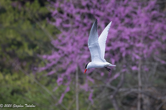 Wilde Lake Birds-in-Flight-1