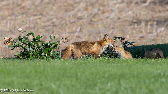 Fox Kit Portraits-37