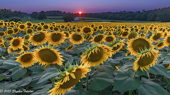 Sunflowers at Sunset-7