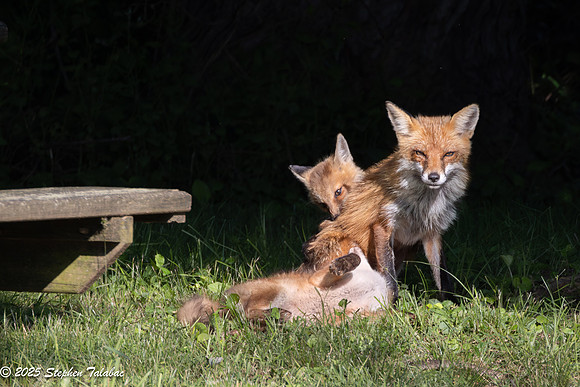 Fox Kit Portraits-25
