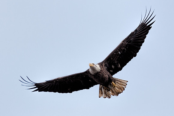 20131019 [C] Conowingo MD Dam 091-Edit