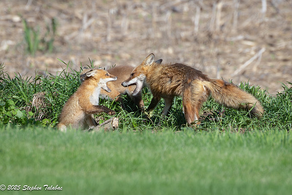 Fox Kit Portraits-60