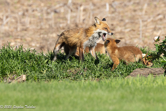 Fox Kit Portraits-71