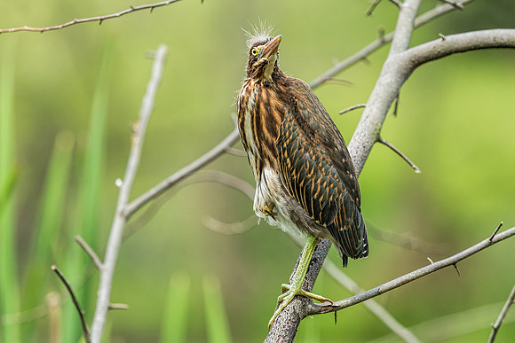 "little green heron", heron, wildlife, pond, Clarksville, Maryland, bird
