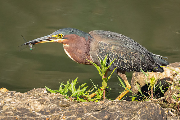 Green Heron in Golden Light-16