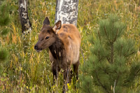 Elk, RMPN, "Rocky Mountain National Park, rut, bull, "Horseshoe Park", "West Horseshoe Park", Colorado, antlers, autumn, fall, calf, cow, wildllife