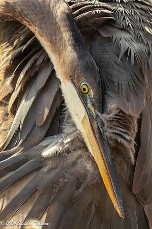 Great Blue Heron Portraits-14