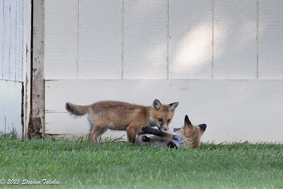 Fox Kit Portraits-52