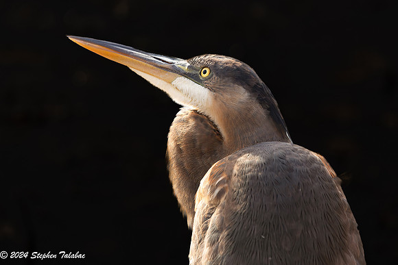 Great Blue Heron Portraits-6